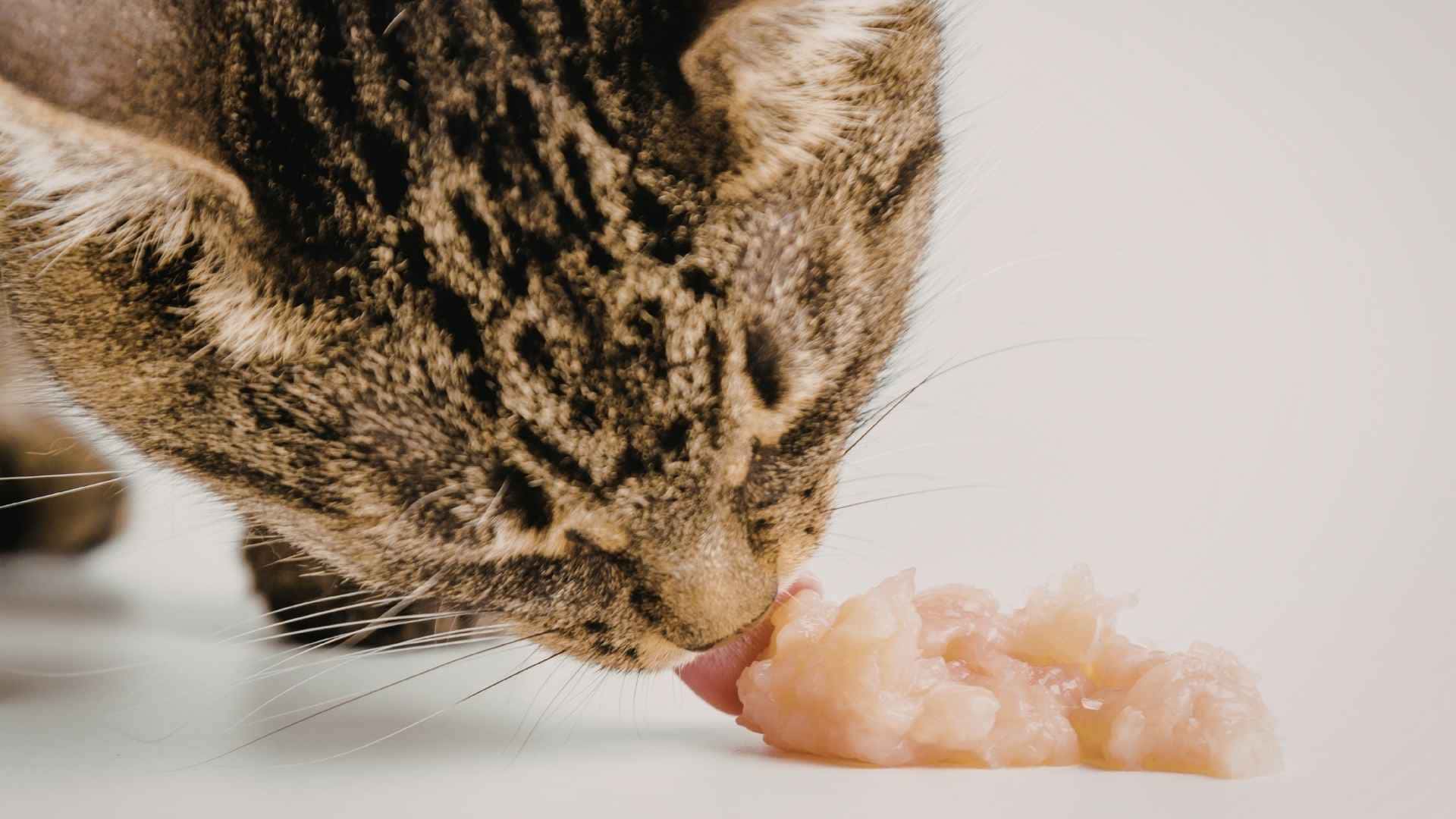 cual es la mejor marca de comida para gatos